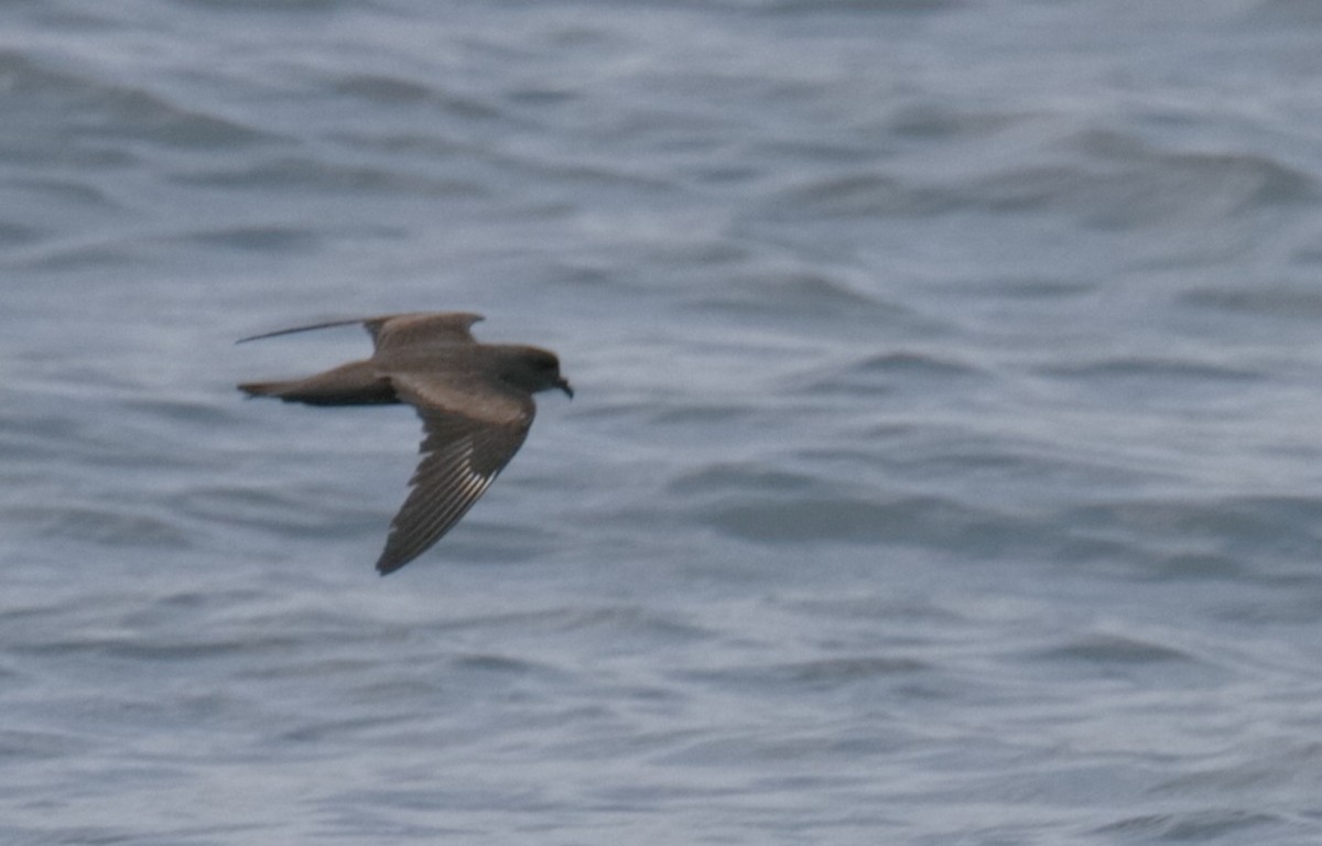 Swinhoe's Storm-Petrel - ML369372201