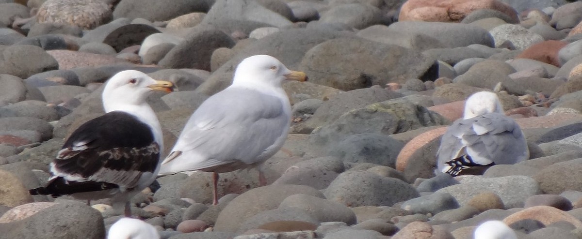 Glaucous Gull - ML36937301