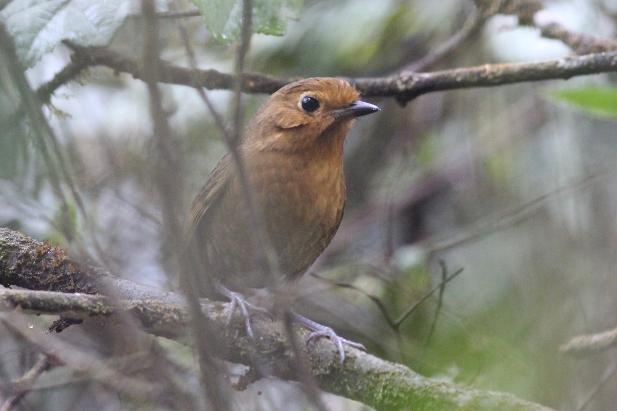 Cajamarca Antpitta - Oscar Johnson