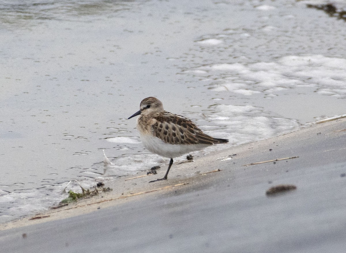 Little Stint - ML369376941