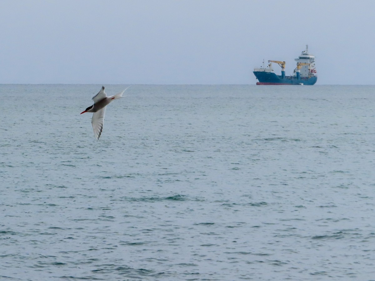 South American Tern - ML369378861