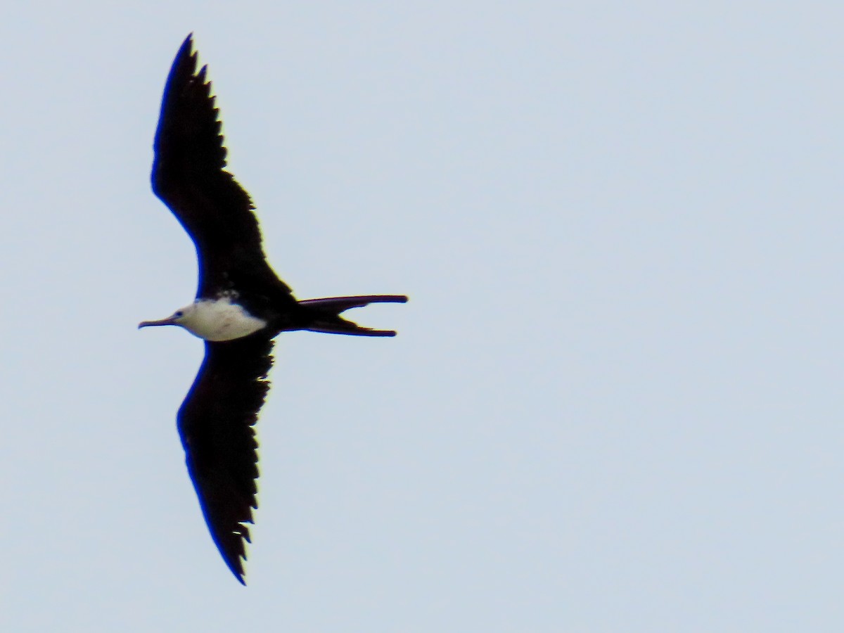 Magnificent Frigatebird - ML369378871