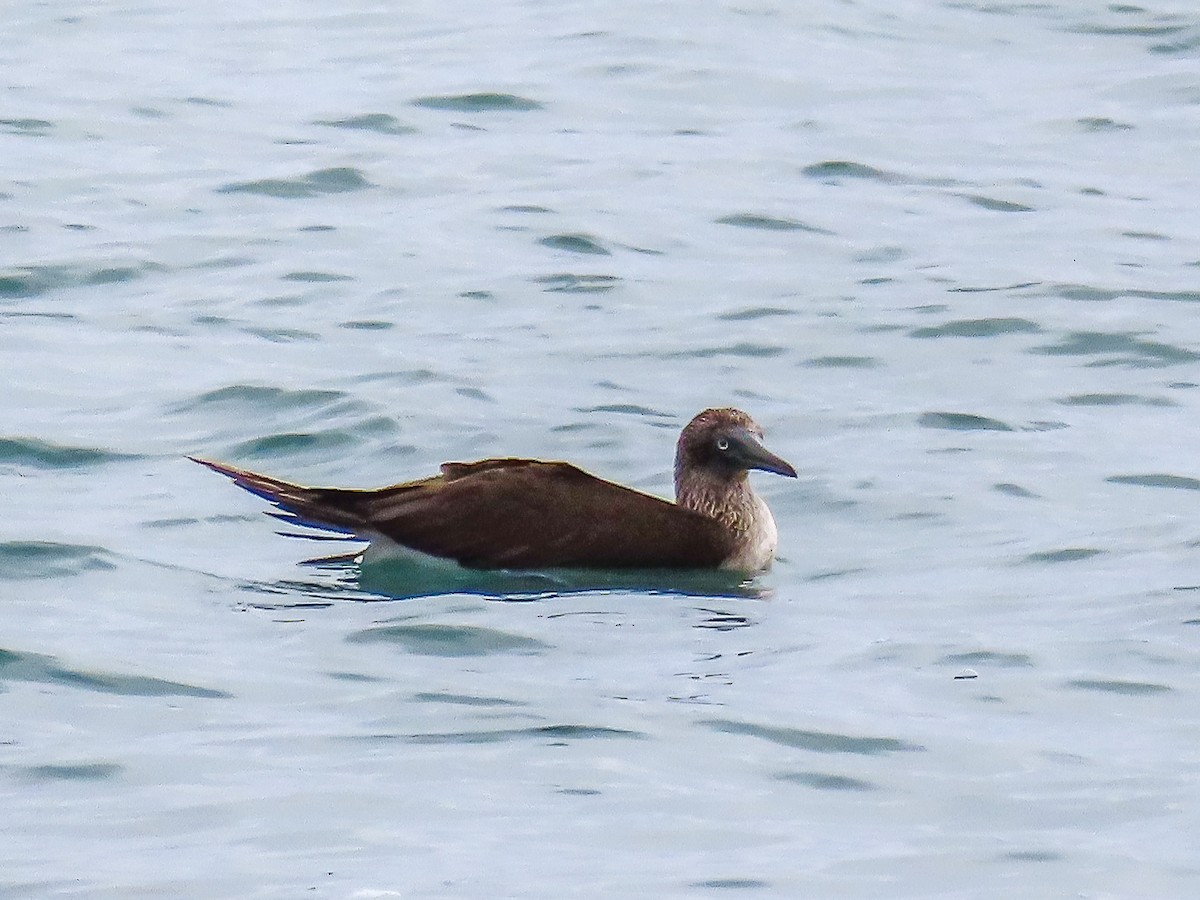 Blue-footed Booby - ML369378961