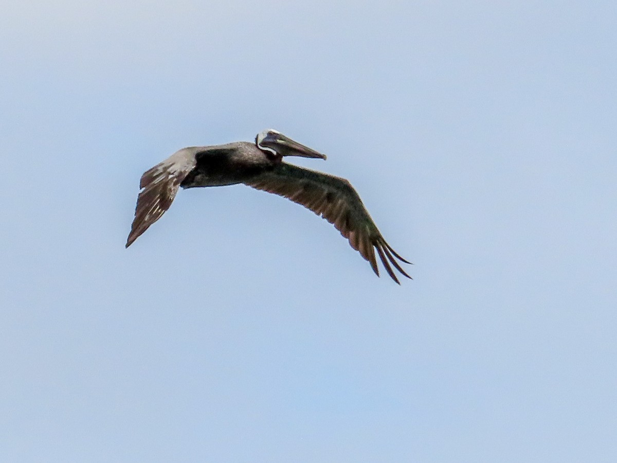 Brown Pelican - ML369379061