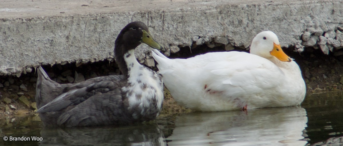 Mallard (Domestic type) - ML369381331