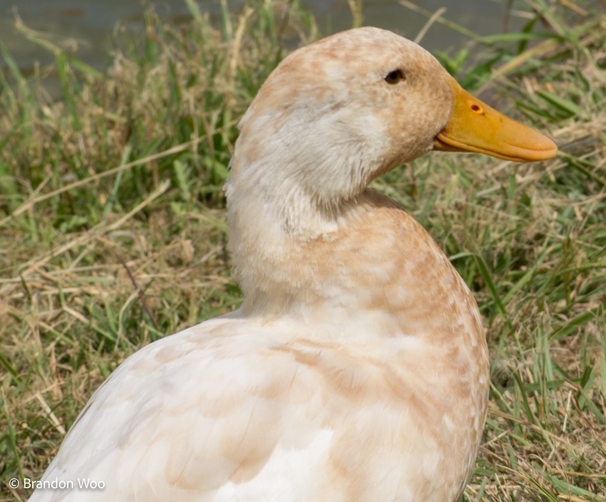 Mallard (Domestic type) - ML369381381