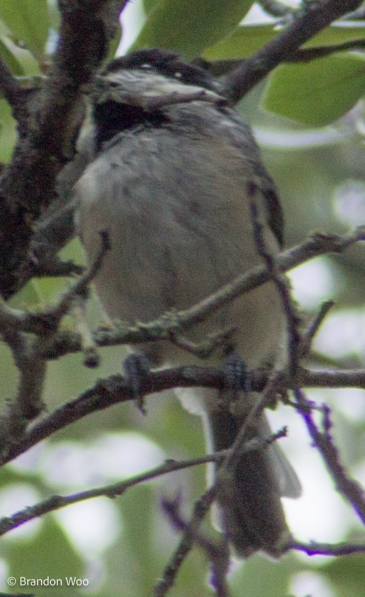 Carolina Chickadee - ML369381391