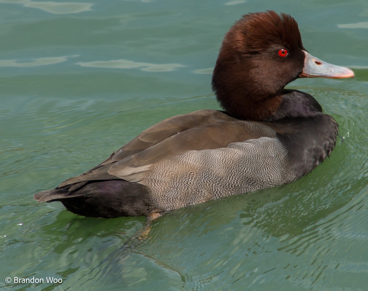 duck sp. - ML369381481