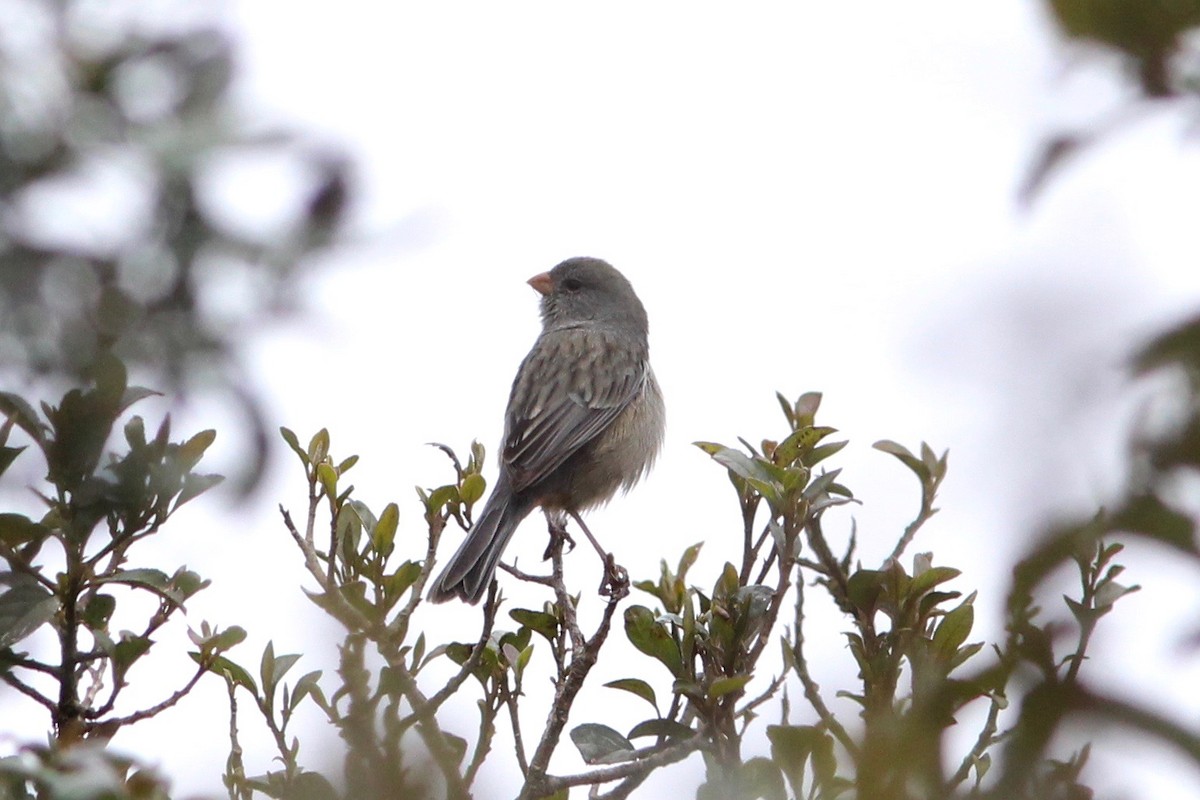 Plain-colored Seedeater - Oscar Johnson