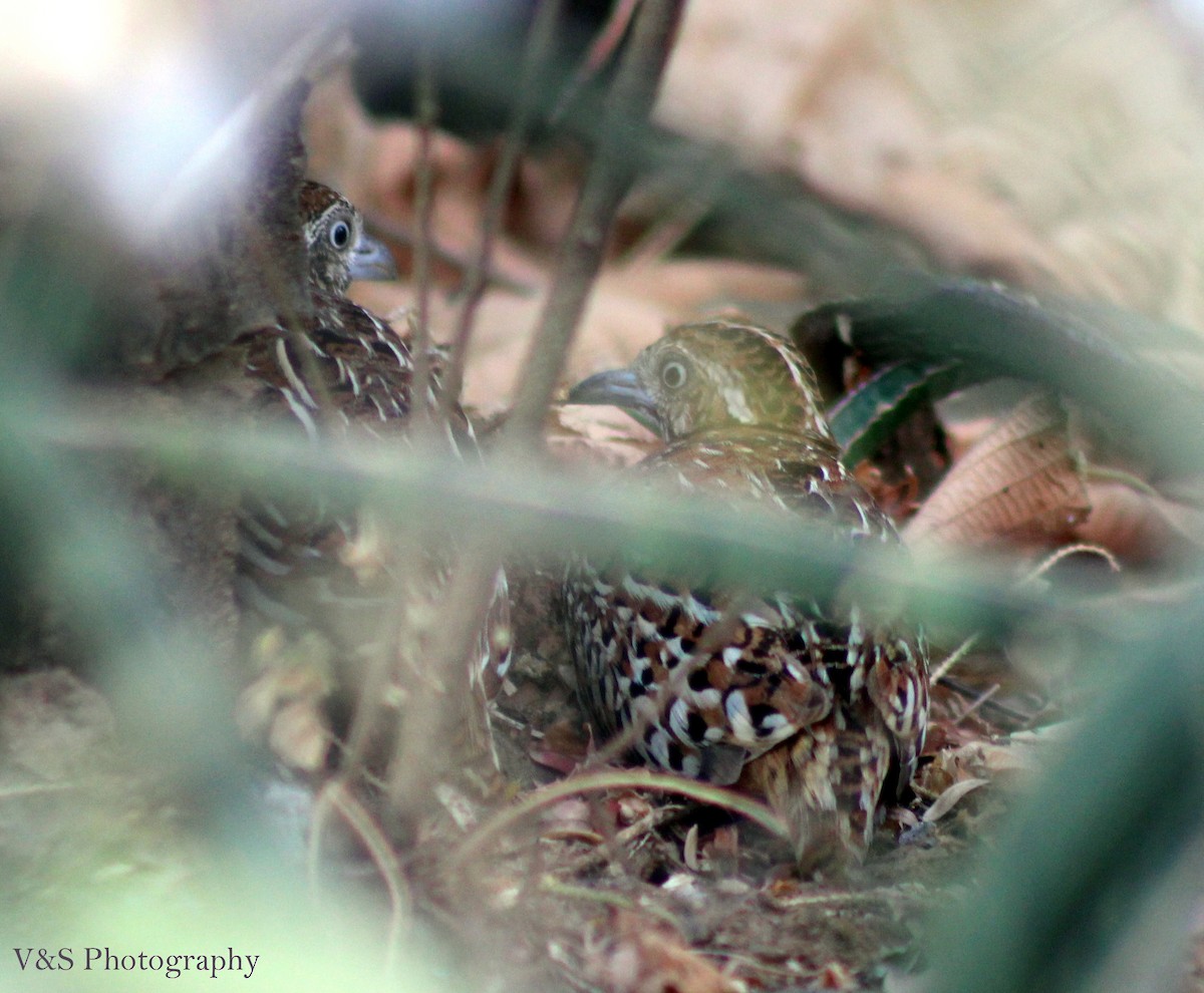 Barred Buttonquail - Sivashankar Ramachandran