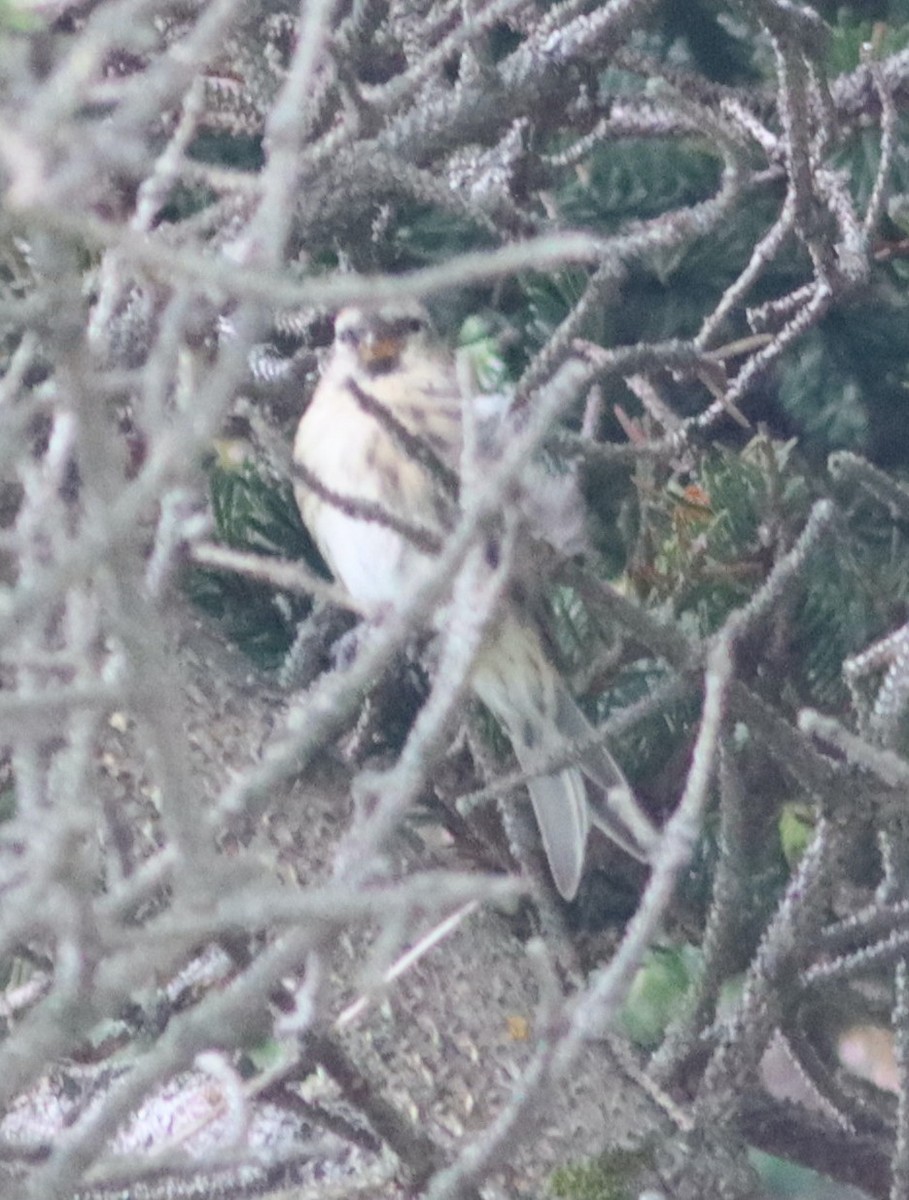 Common Redpoll - ML369383991