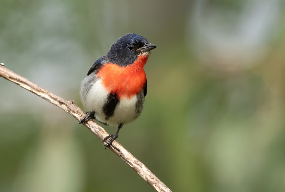 Mistletoebird - ML369384001