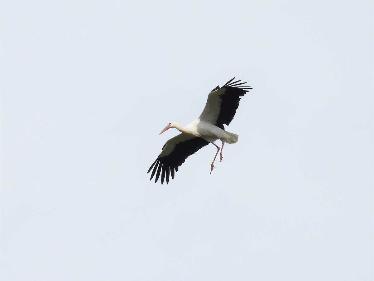 White Stork - ML369384081