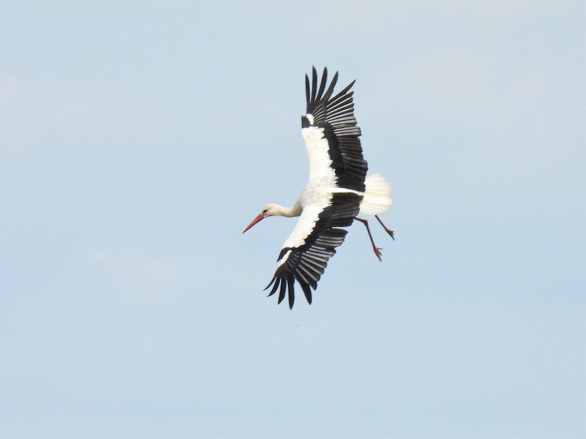 White Stork - ML369384181