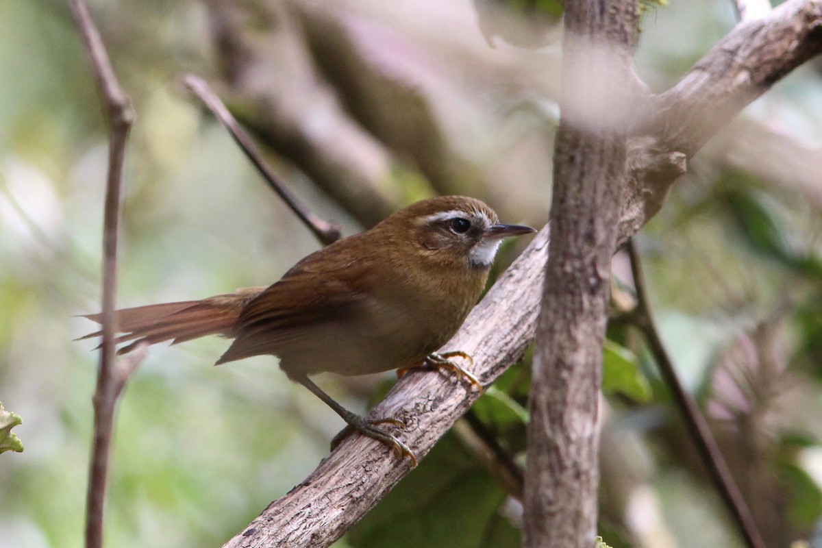 White-browed Spinetail - Oscar Johnson
