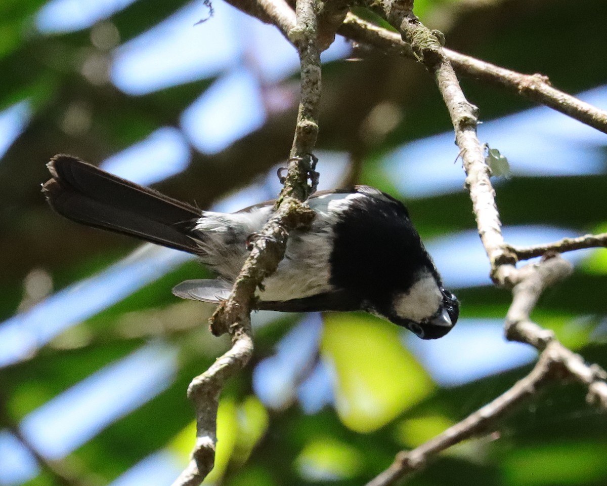 Pied Monarch - ML369384551