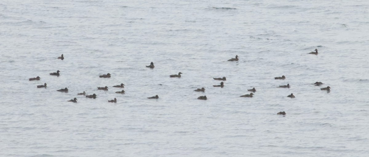 Common Eider - ML369385281