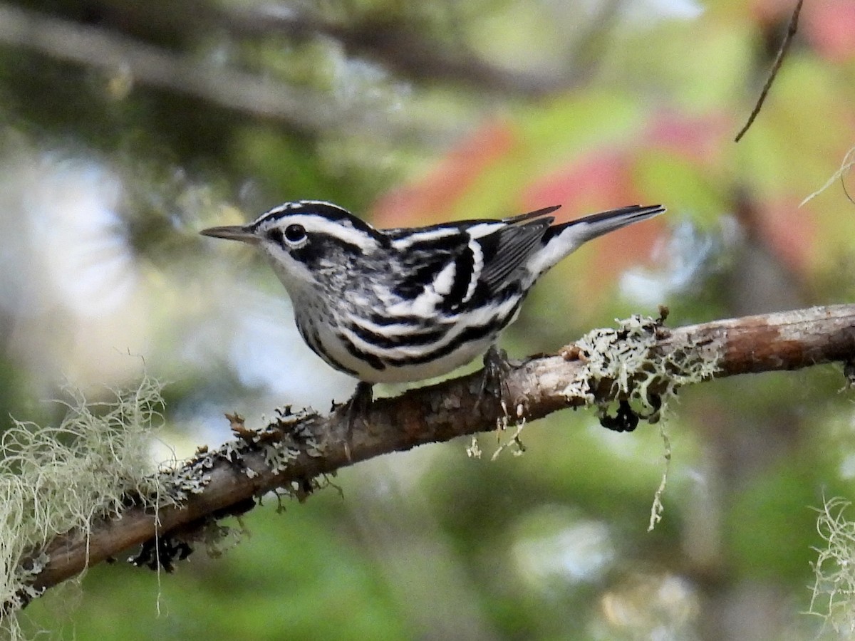 Black-and-white Warbler - Jeanne Tucker