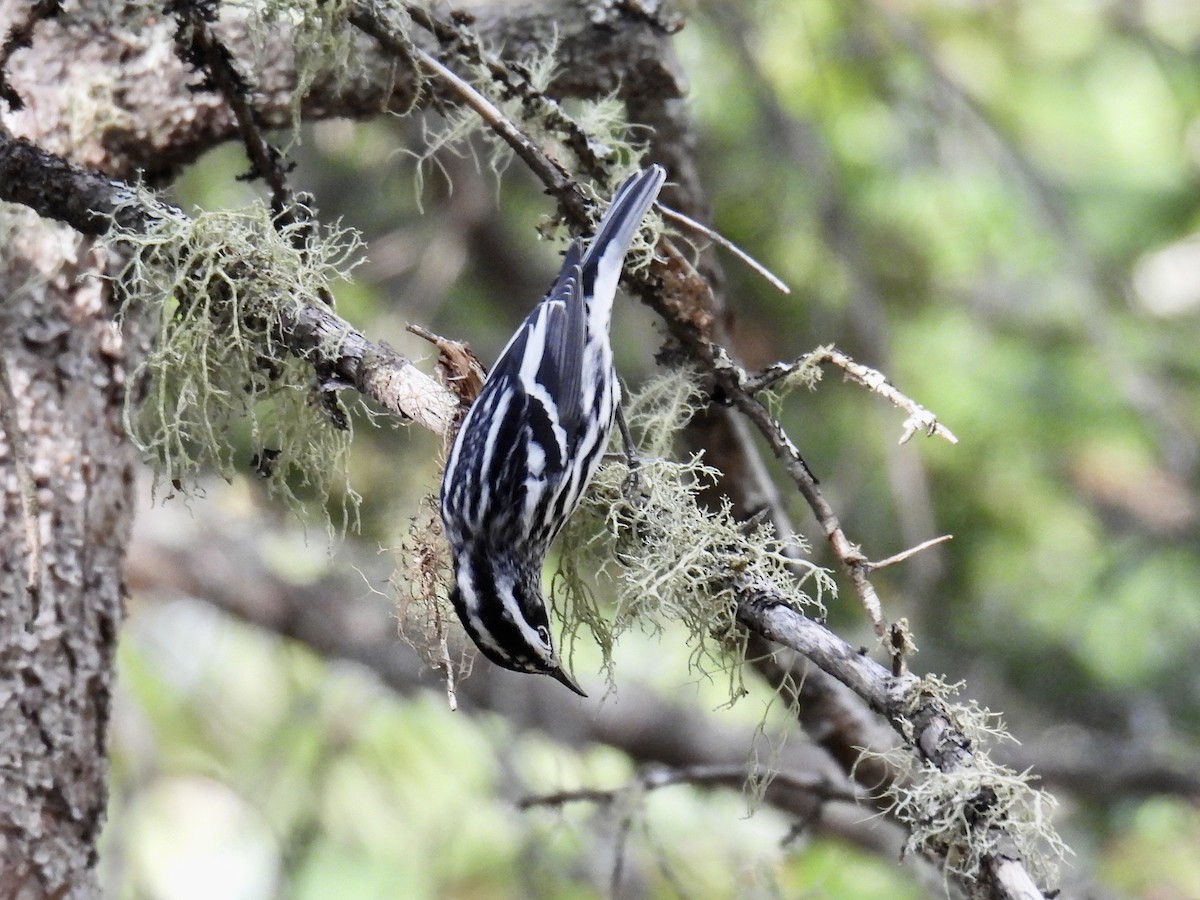 Black-and-white Warbler - Jeanne Tucker