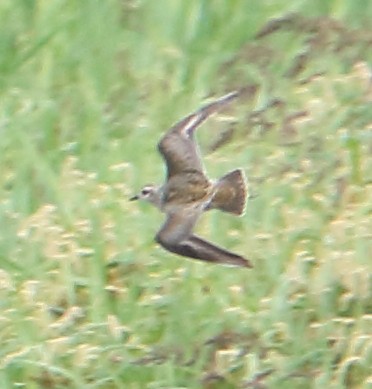 American Golden-Plover - ML369385581