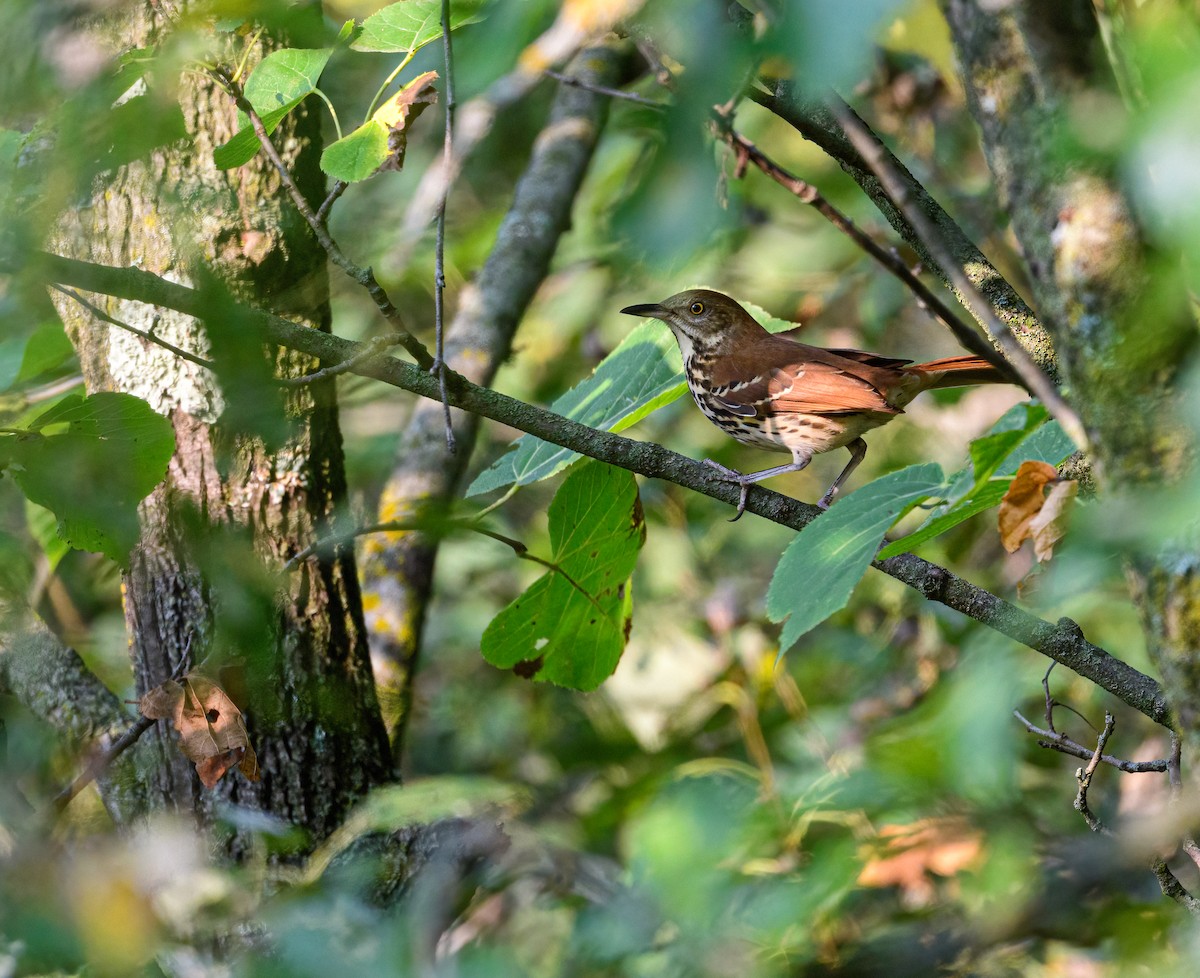 Brown Thrasher - ML369385681