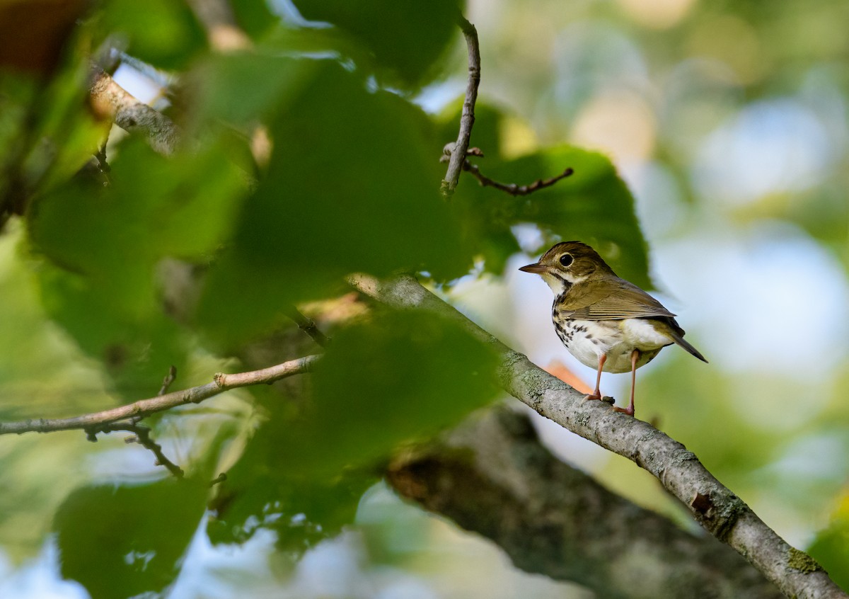 Ovenbird - Cynthia Carlson