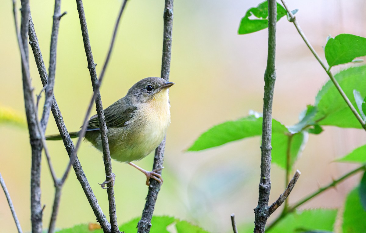 Weidengelbkehlchen - ML369385831