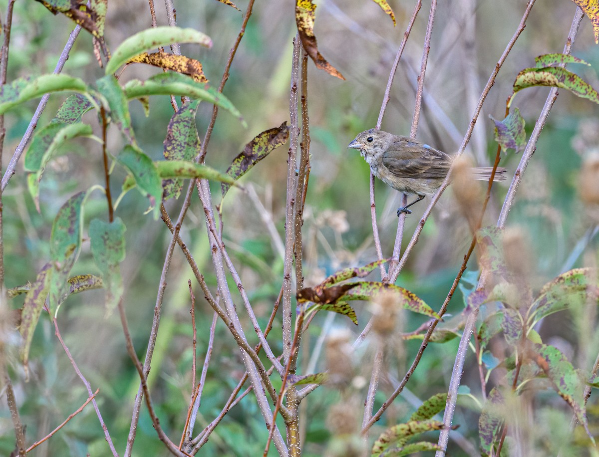 Passerin indigo - ML369385881