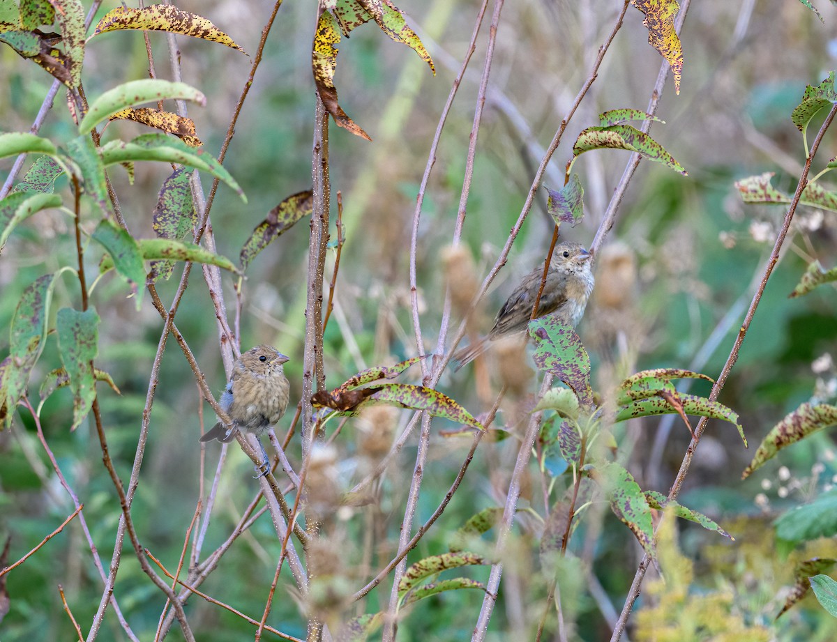 Passerin indigo - ML369385901