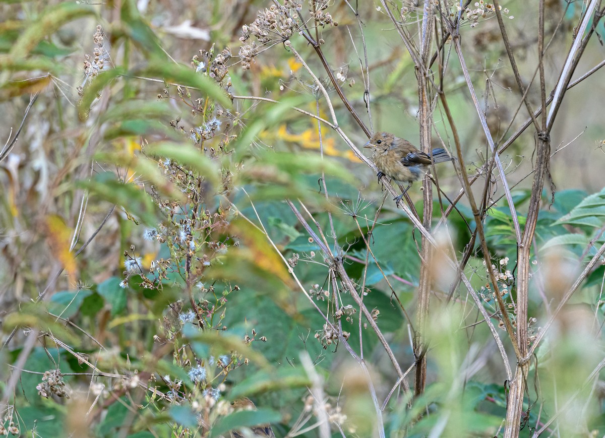 Passerin indigo - ML369385931