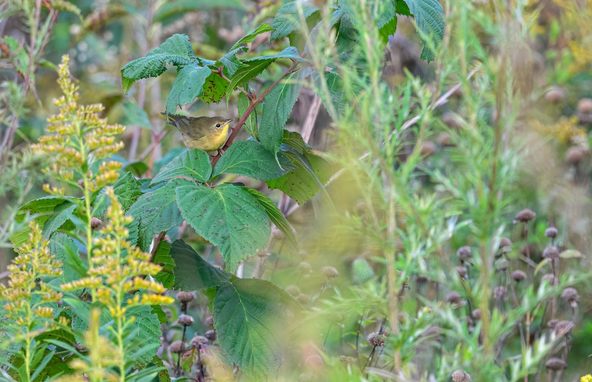 Common Yellowthroat - ML369386001