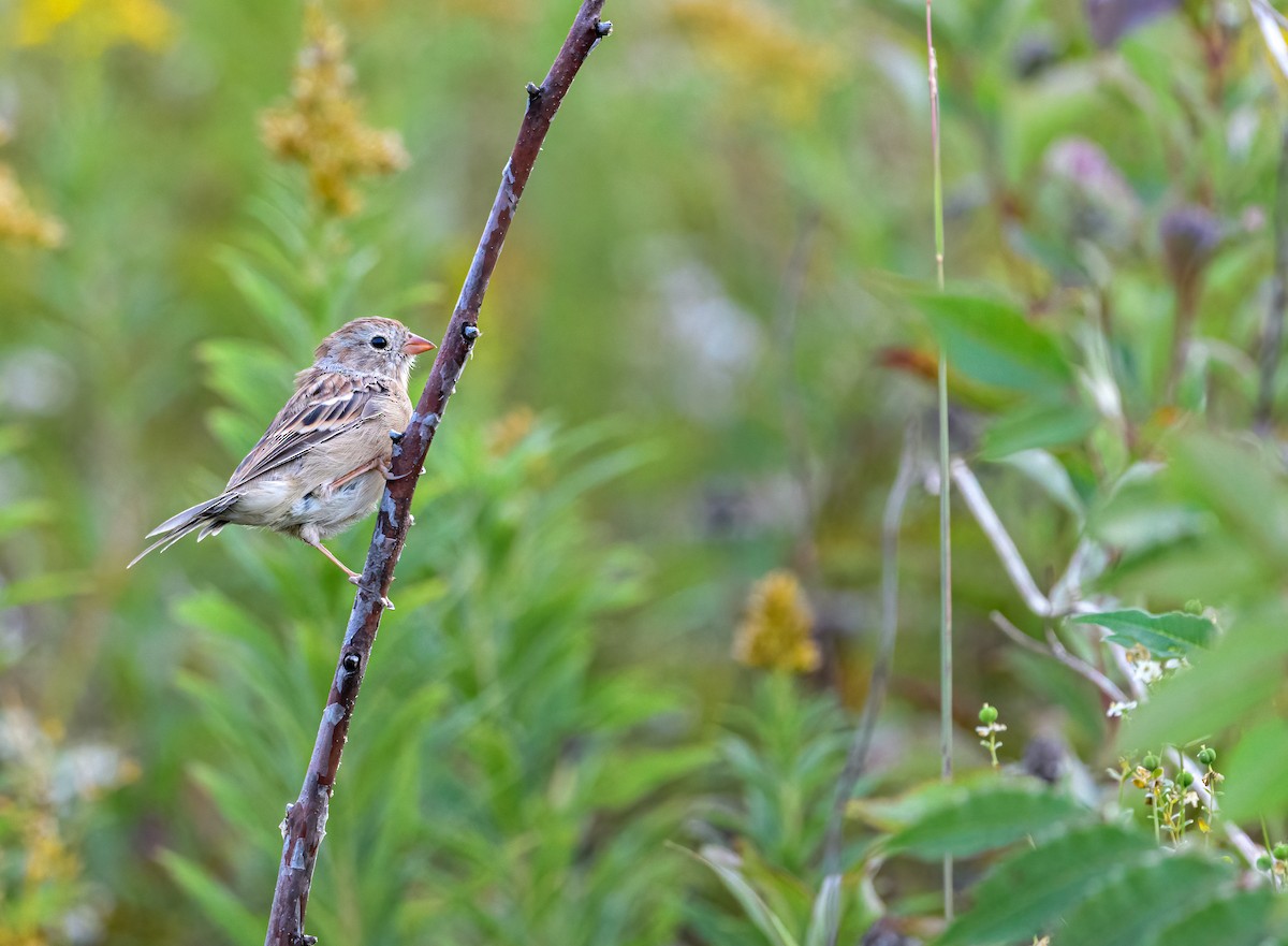 Field Sparrow - Cynthia Carlson