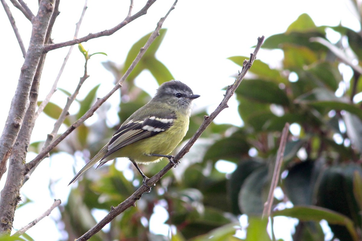 Black-capped Tyrannulet - Oscar Johnson