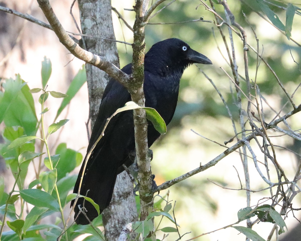 Torresian Crow - ML369386421