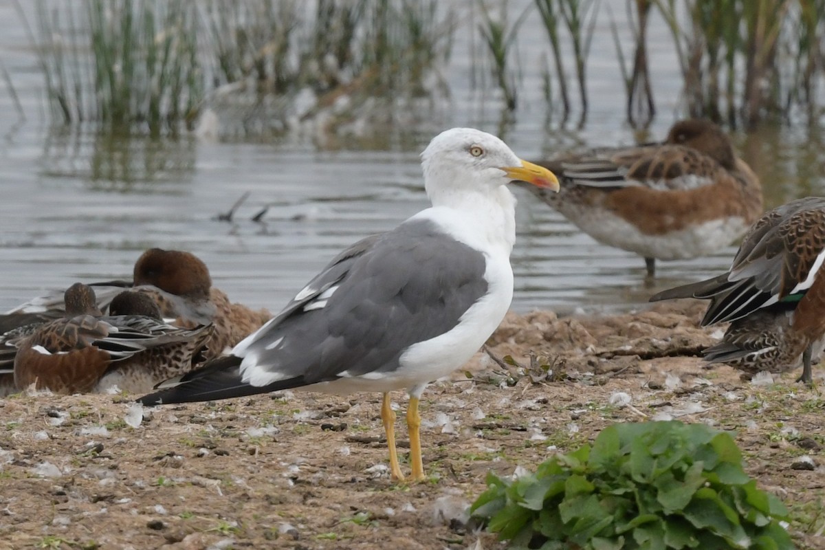 Gaviota Sombría - ML369387961