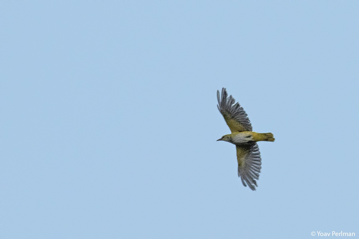 Eurasian Golden Oriole - ML369388611