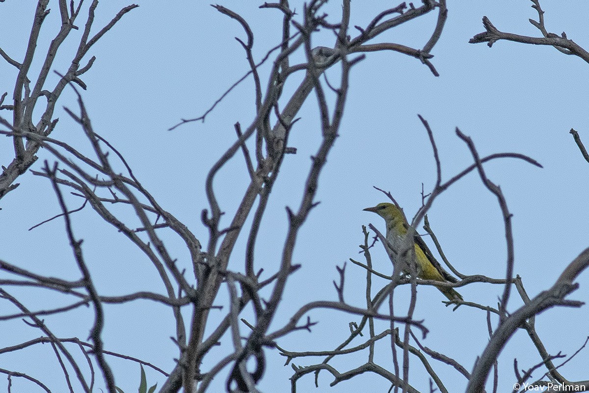 Eurasian Golden Oriole - ML369388631