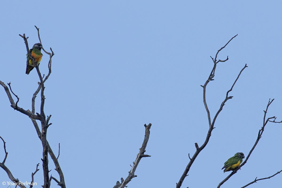 Senegal Parrot - ML369389081