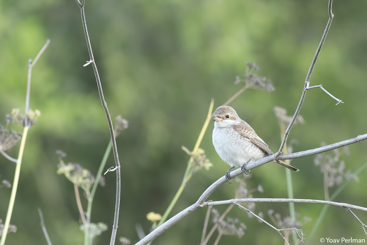 Red-backed Shrike - ML369389091