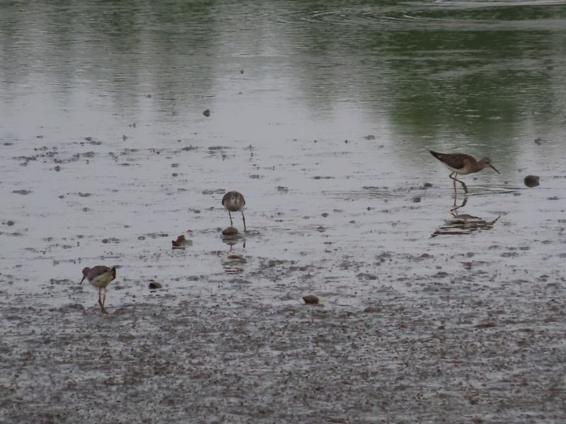 Lesser Yellowlegs - ML369390821