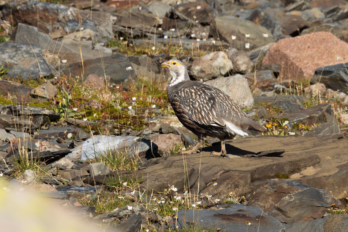 Kaukasuskönigshuhn - ML369391121