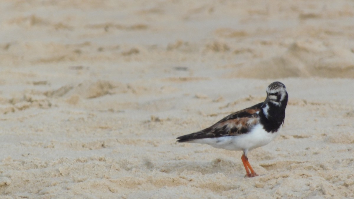 Ruddy Turnstone - ML369391571