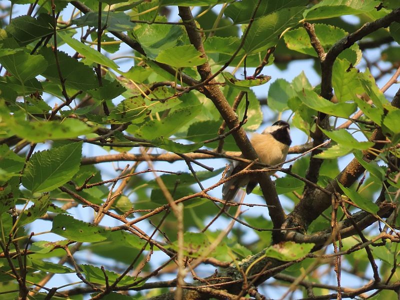 Carolina Chickadee - ML369391711