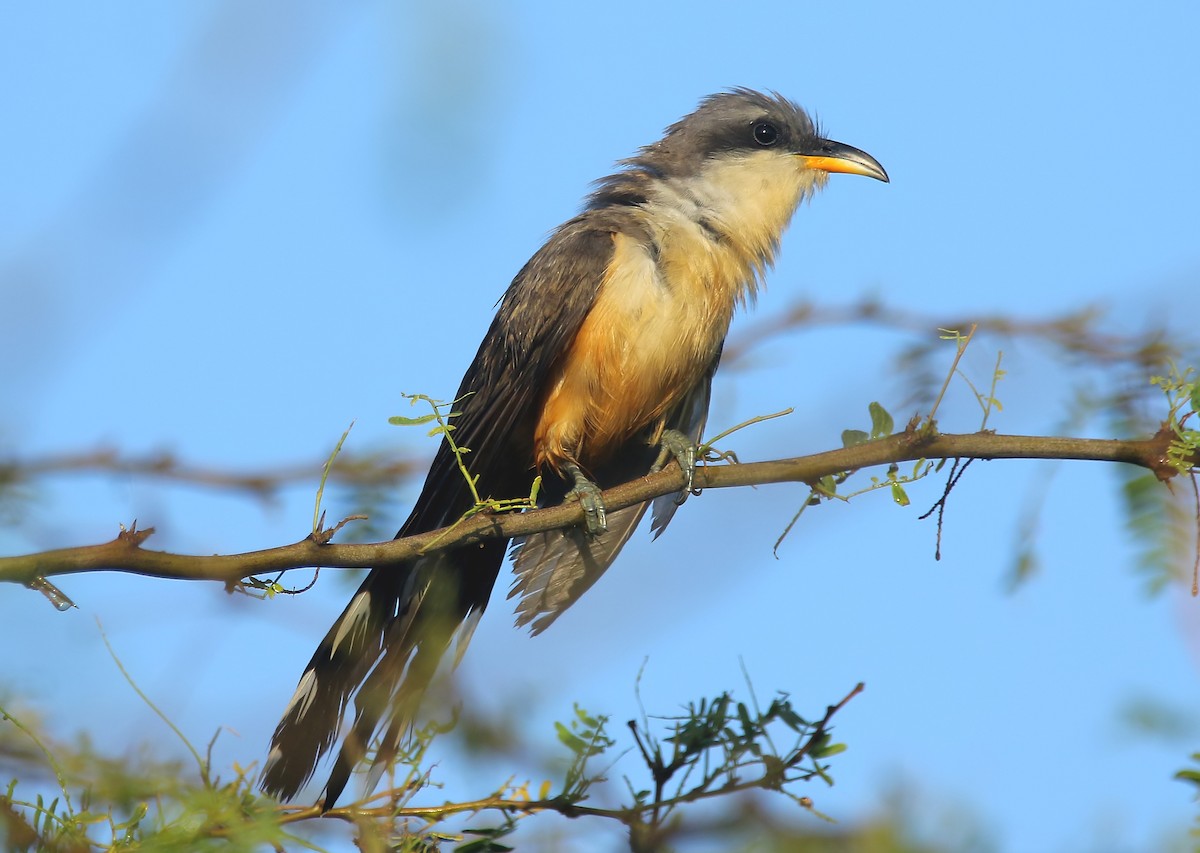 Mangrove Cuckoo - ML369391931