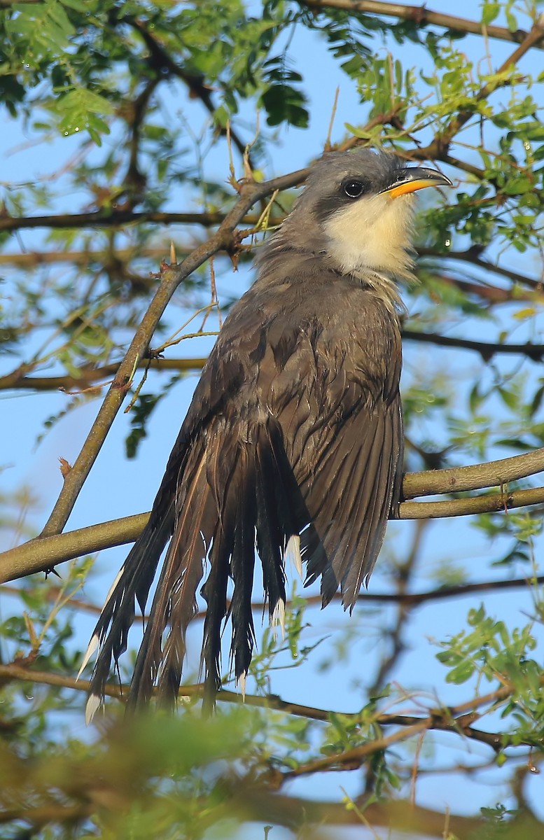 Mangrove Cuckoo - Gareth Hughes