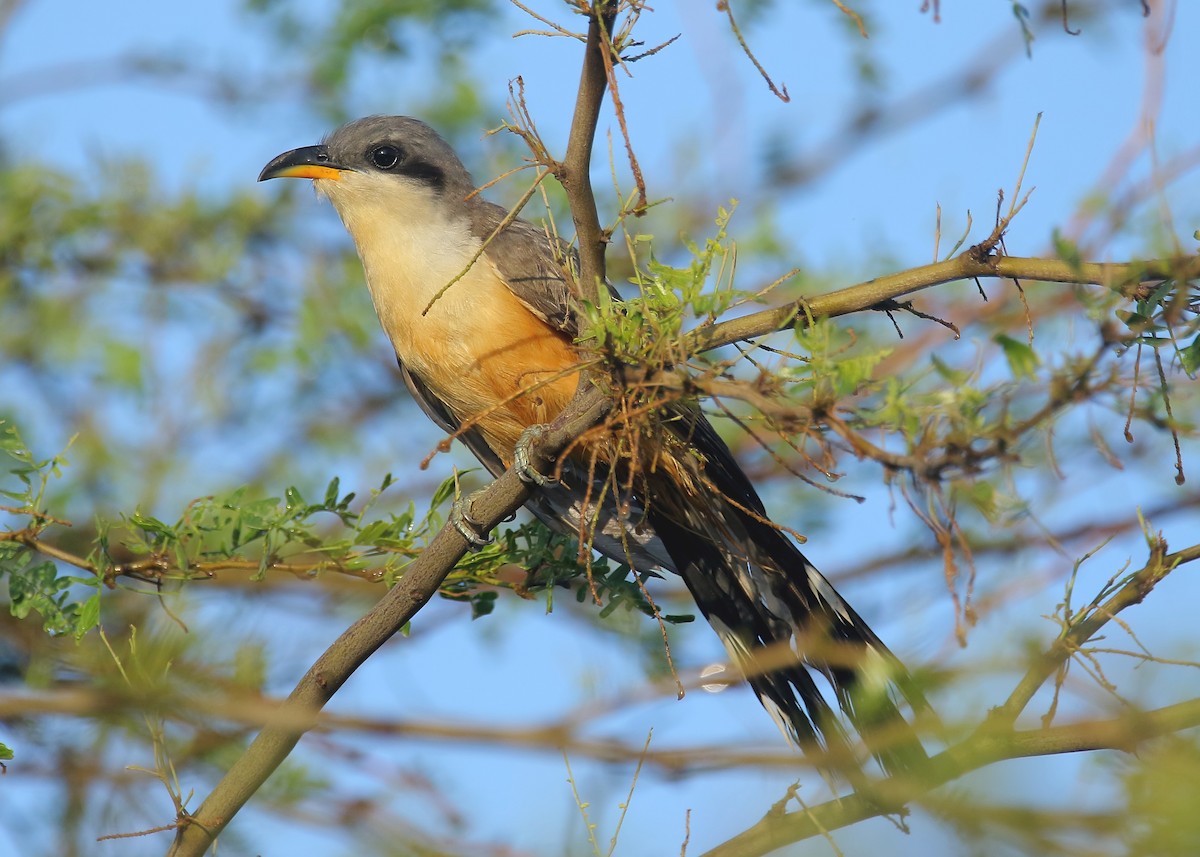 Mangrovekuckuck - ML369391971