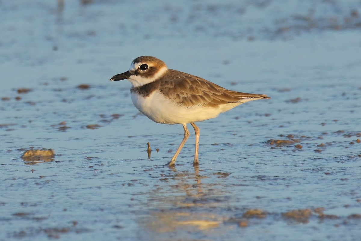 Wilson's Plover - Gareth Hughes