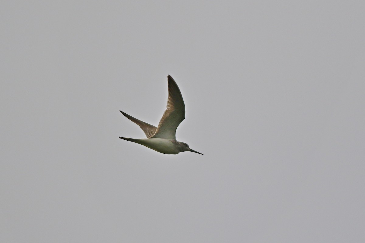 Common Greenshank - ML369392981