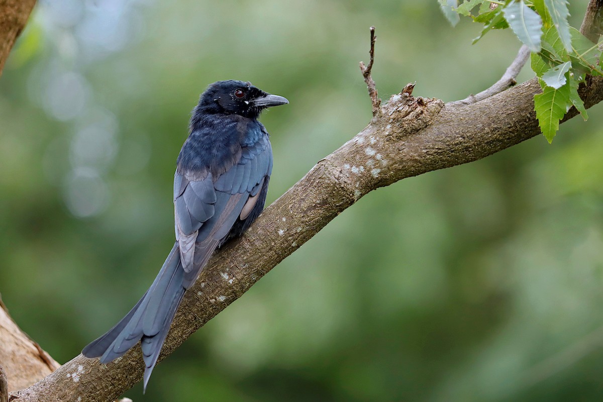 Black Drongo - ML369393141