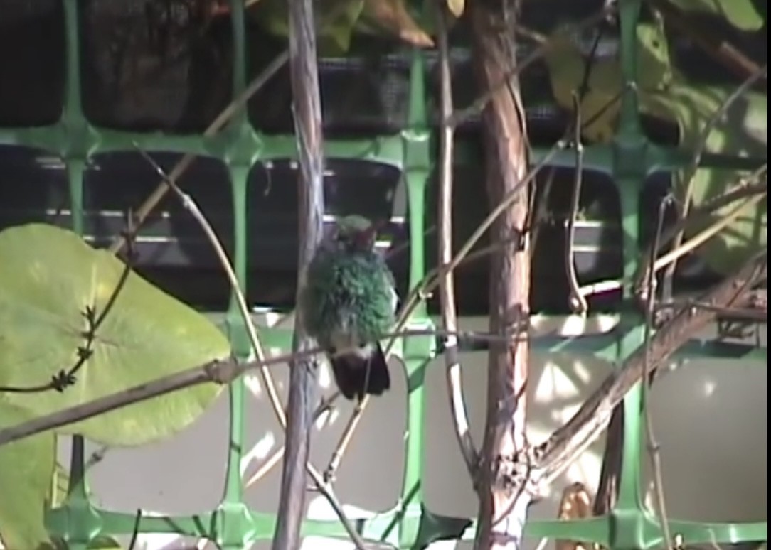 Broad-billed Hummingbird - ML369393551